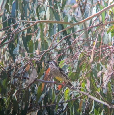 Anthochaera carunculata (Red Wattlebird) at East Albury, NSW - 7 Aug 2023 by Darcy