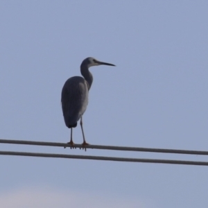 Egretta novaehollandiae at Hume, ACT - 7 Aug 2023