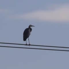 Egretta novaehollandiae at Hume, ACT - 7 Aug 2023