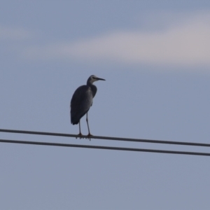 Egretta novaehollandiae at Hume, ACT - 7 Aug 2023