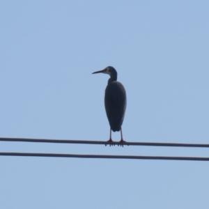 Egretta novaehollandiae at Hume, ACT - 7 Aug 2023