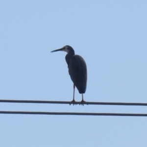 Egretta novaehollandiae at Hume, ACT - 7 Aug 2023