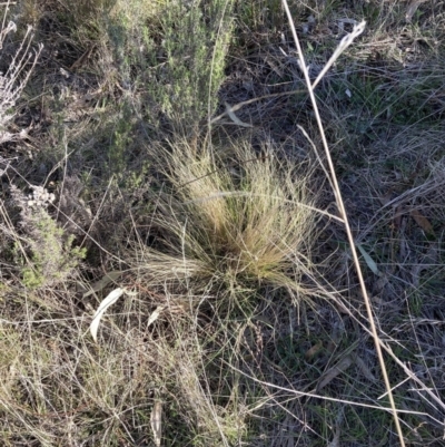 Nassella trichotoma (Serrated Tussock) at Watson, ACT - 7 Aug 2023 by waltraud