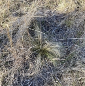 Nassella trichotoma at Watson, ACT - 7 Aug 2023