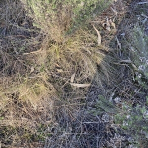 Nassella trichotoma at Watson, ACT - 7 Aug 2023