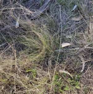 Nassella trichotoma at Watson, ACT - 7 Aug 2023