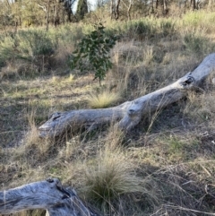 Nassella trichotoma (Serrated Tussock) at Watson, ACT - 7 Aug 2023 by waltraud