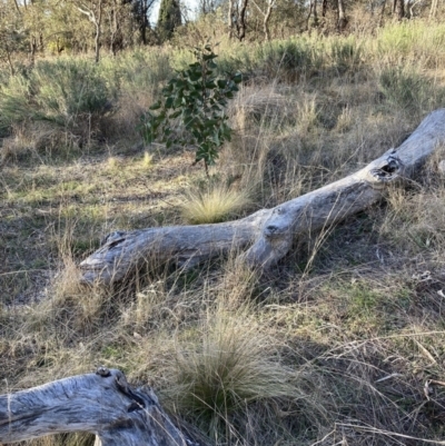 Nassella trichotoma (Serrated Tussock) at Watson, ACT - 7 Aug 2023 by waltraud