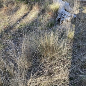 Nassella trichotoma at Watson, ACT - 7 Aug 2023