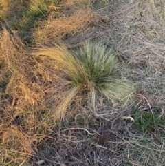 Nassella trichotoma (Serrated Tussock) at Watson, ACT - 7 Aug 2023 by waltraud