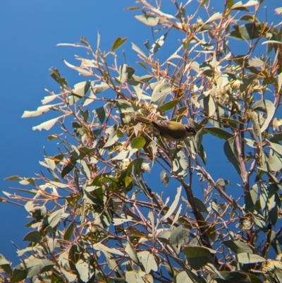 Melithreptus brevirostris (Brown-headed Honeyeater) at East Albury, NSW - 7 Aug 2023 by Darcy