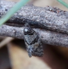 Tortricidae (family) at Moruya, NSW - 7 Aug 2023 by LisaH