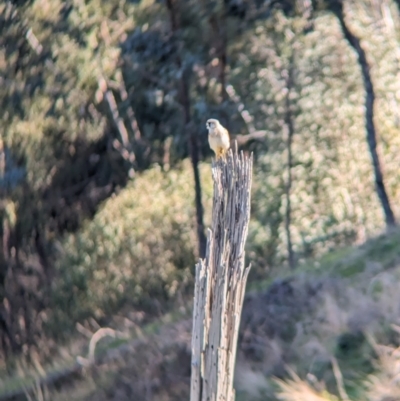 Falco cenchroides (Nankeen Kestrel) at East Albury, NSW - 7 Aug 2023 by Darcy