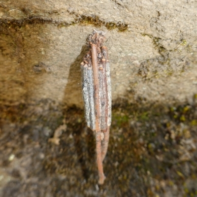 Clania ignobilis (Faggot Case Moth) at Palerang, NSW - 17 May 2023 by RobG1