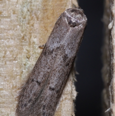 Oecophoridae (family) at Wellington Point, QLD - 5 Aug 2023 by TimL