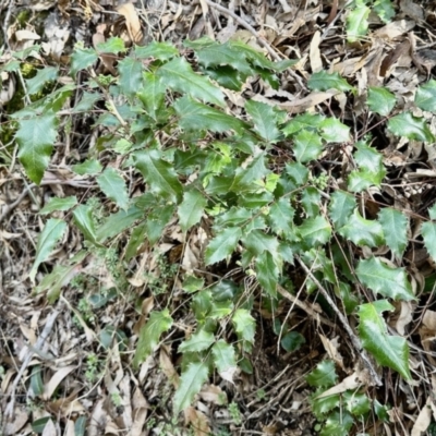 Berberis aquifolium (Oregon Grape) at Belconnen, ACT - 7 Aug 2023 by KMcCue