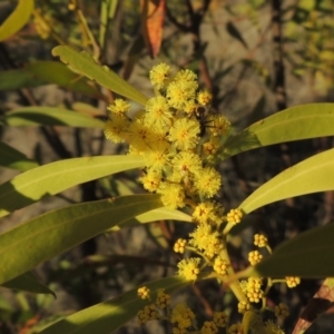 Acacia rubida at Tuggeranong, ACT - 7 Aug 2023