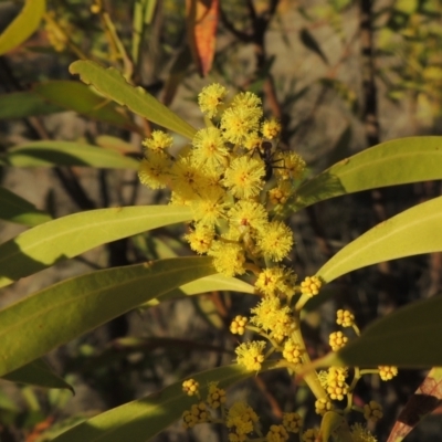 Acacia rubida (Red-stemmed Wattle, Red-leaved Wattle) at Pine Island to Point Hut - 7 Aug 2023 by michaelb