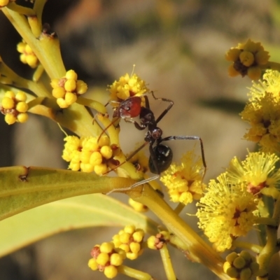Iridomyrmex purpureus (Meat Ant) at Tuggeranong, ACT - 7 Aug 2023 by MichaelBedingfield