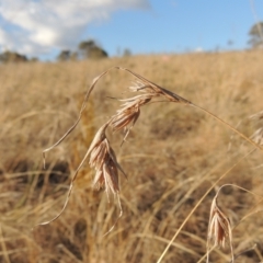 Themeda triandra (Kangaroo Grass) at Tuggeranong, ACT - 7 Aug 2023 by michaelb