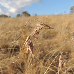 Themeda triandra at Tuggeranong, ACT - 7 Aug 2023