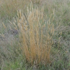 Anthoxanthum odoratum (Sweet Vernal Grass) at Paddys River, ACT - 17 Jan 2023 by MichaelBedingfield