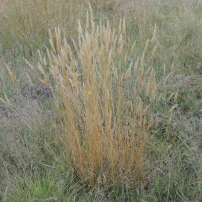 Anthoxanthum odoratum (Sweet Vernal Grass) at Paddys River, ACT - 17 Jan 2023 by michaelb