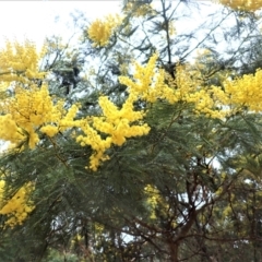 Acacia decurrens (Green Wattle) at Wingello, NSW - 7 Aug 2023 by plants