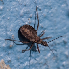 Coranus sp. (genus) (Assassin bug) at Paddys River, ACT - 2 Aug 2023 by CanberraDSN