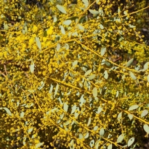 Acacia buxifolia subsp. buxifolia at Tuggeranong, ACT - 8 Aug 2023