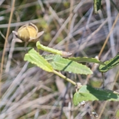 Pavonia hastata (Spearleaf Swampmallow) at Farrer, ACT - 8 Aug 2023 by Mike