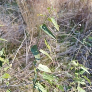 Pavonia hastata at Farrer, ACT - 8 Aug 2023