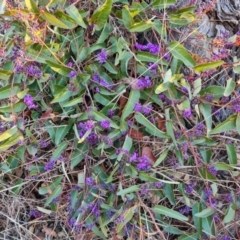 Hardenbergia violacea (False Sarsaparilla) at Farrer Ridge - 7 Aug 2023 by Mike