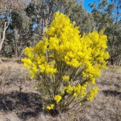 Acacia boormanii (Snowy River Wattle) at Tuggeranong, ACT - 8 Aug 2023 by Mike