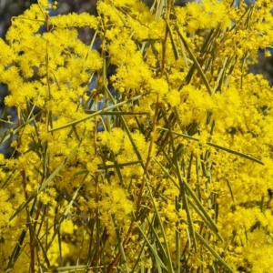 Acacia boormanii at Tuggeranong, ACT - 8 Aug 2023 12:28 PM