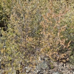 Styphelia fletcheri subsp. brevisepala at Tuggeranong, ACT - 8 Aug 2023