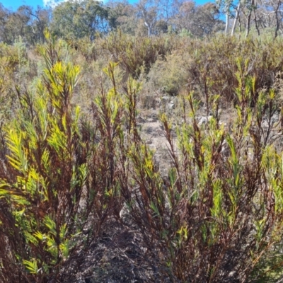 Stypandra glauca (Nodding Blue Lily) at Tuggeranong, ACT - 8 Aug 2023 by Mike