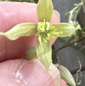 Clematis leptophylla at Aranda, ACT - 8 Aug 2023