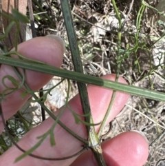 Clematis leptophylla at Aranda, ACT - 8 Aug 2023