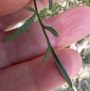 Clematis leptophylla at Aranda, ACT - 8 Aug 2023