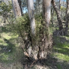 Clematis leptophylla at Aranda, ACT - 8 Aug 2023