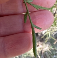 Clematis leptophylla at Aranda, ACT - 8 Aug 2023