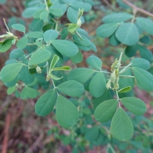 Goodia lotifolia at Palerang, NSW - suppressed