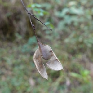 Goodia lotifolia at Palerang, NSW - suppressed