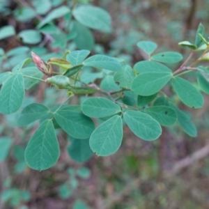 Goodia lotifolia at Palerang, NSW - suppressed