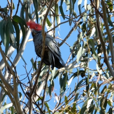 Callocephalon fimbriatum (Gang-gang Cockatoo) at Ainslie, ACT - 8 Aug 2023 by KaleenBruce