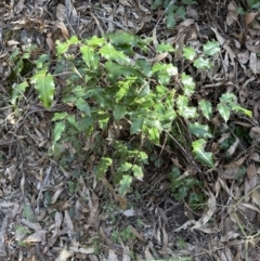 Berberis aquifolium at Cook, ACT - 8 Aug 2023