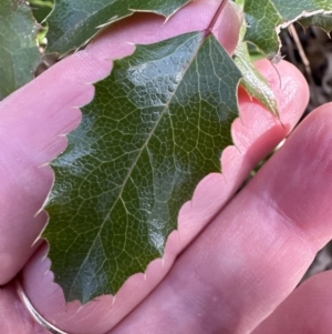 Berberis aquifolium at Cook, ACT - 8 Aug 2023