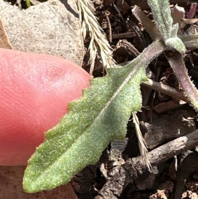 Senecio sp. (A Fireweed) at Belconnen, ACT - 8 Aug 2023 by lbradley