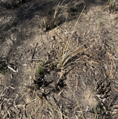 Lomandra longifolia at Aranda, ACT - 8 Aug 2023 02:24 PM